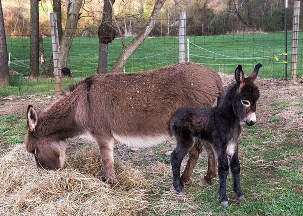 donkey vet near me