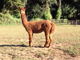 Alpaca 2 pic