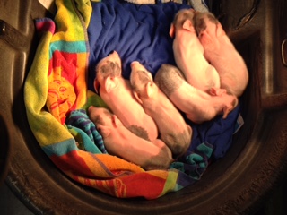 Baby Pigs 2