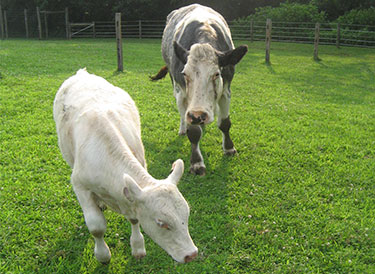 cows cows
