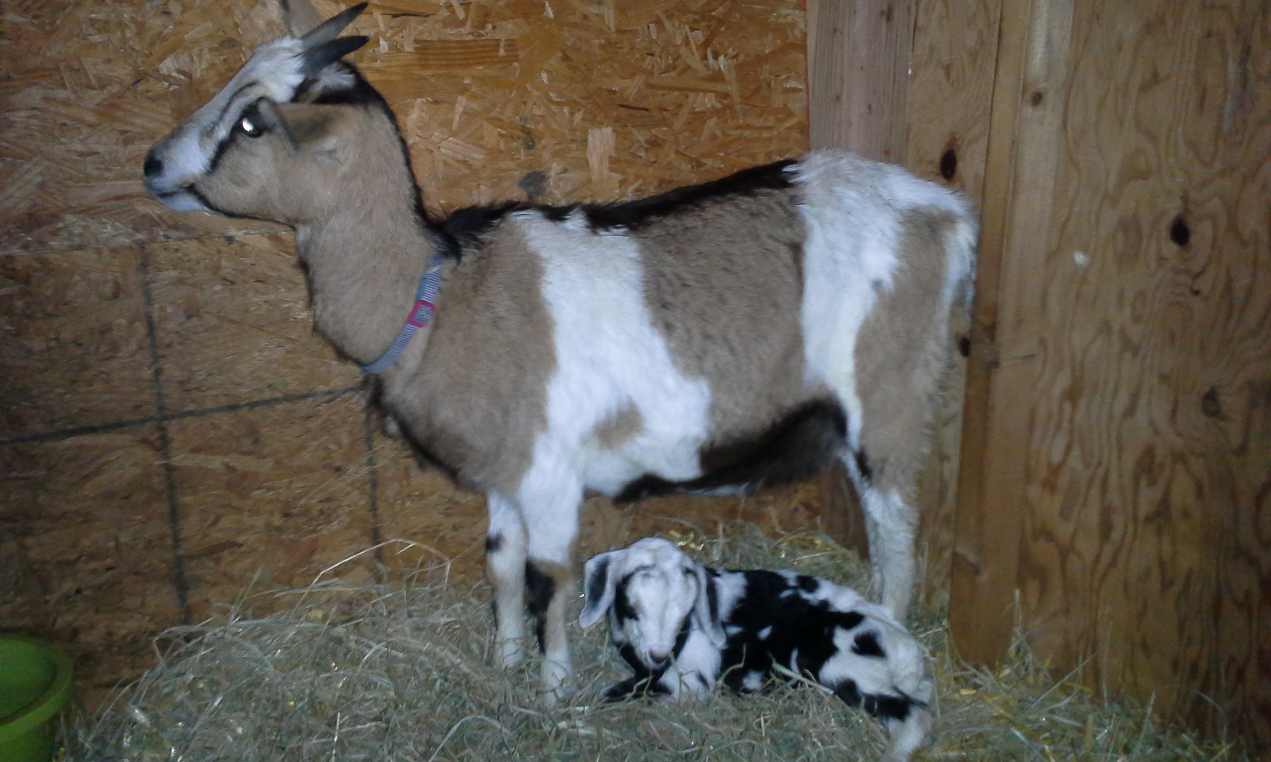 goat pic 3 goat pic 3