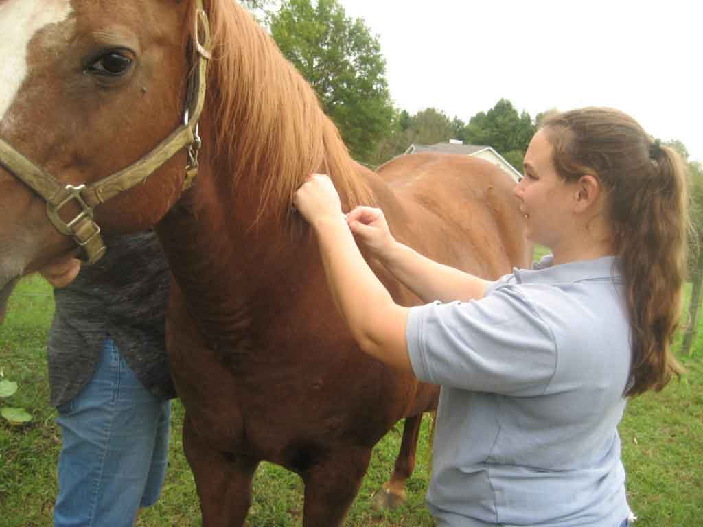 Large Animal Vet Muddy Creek Veterinary Service