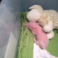 piglet piglet