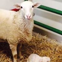 sheep sheep
