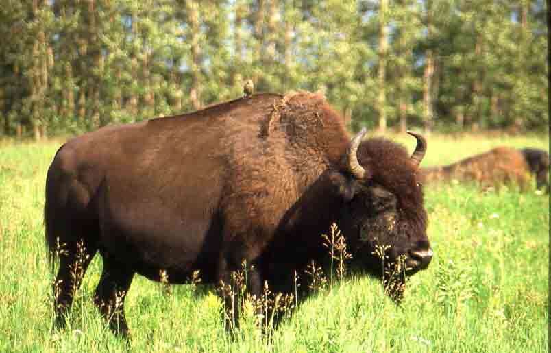 bison-photo