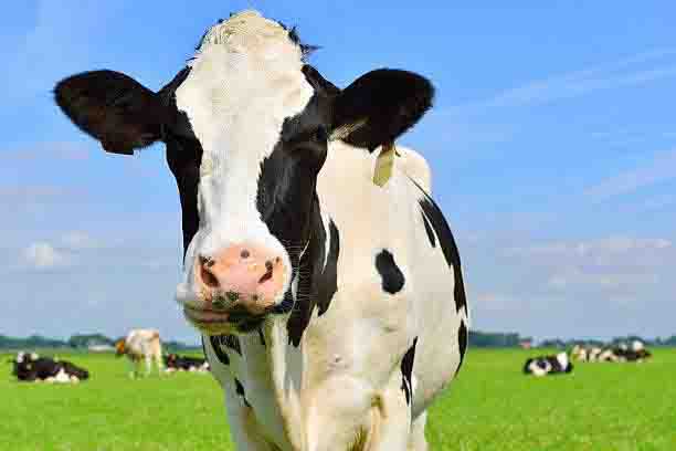 dairy-cow