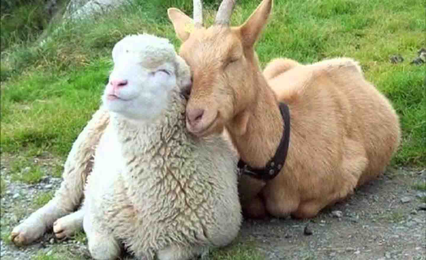 sheep-and-goats