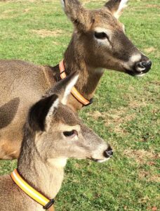 deer-pic-2 deer-pic-2